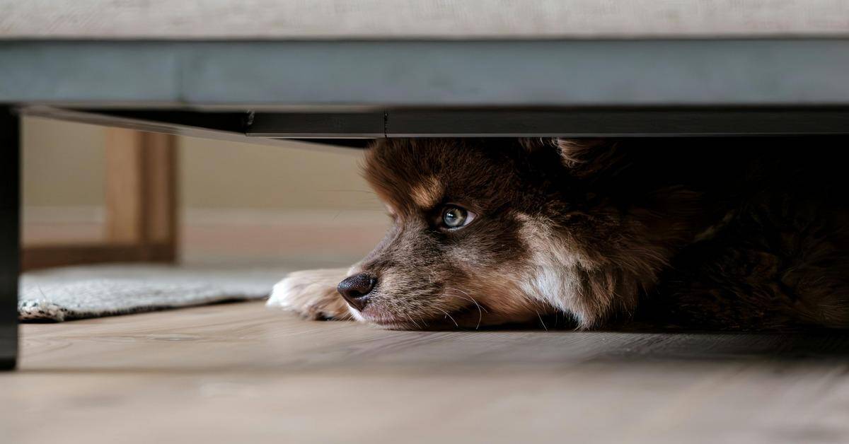 Adorable puppy resting under furniture with a calm expression and blue eyes. Perfect for dog care and pet lover inspiration.