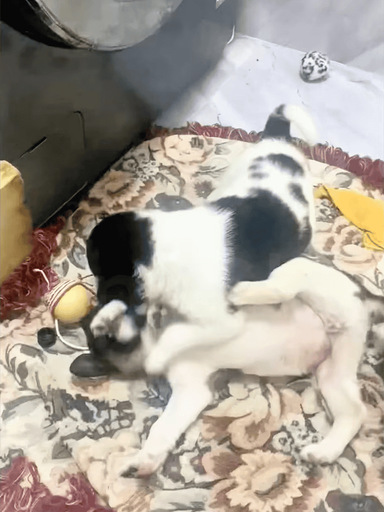 Adorable black and white puppy playing on floral rug with toys, fostering healthy puppy development.