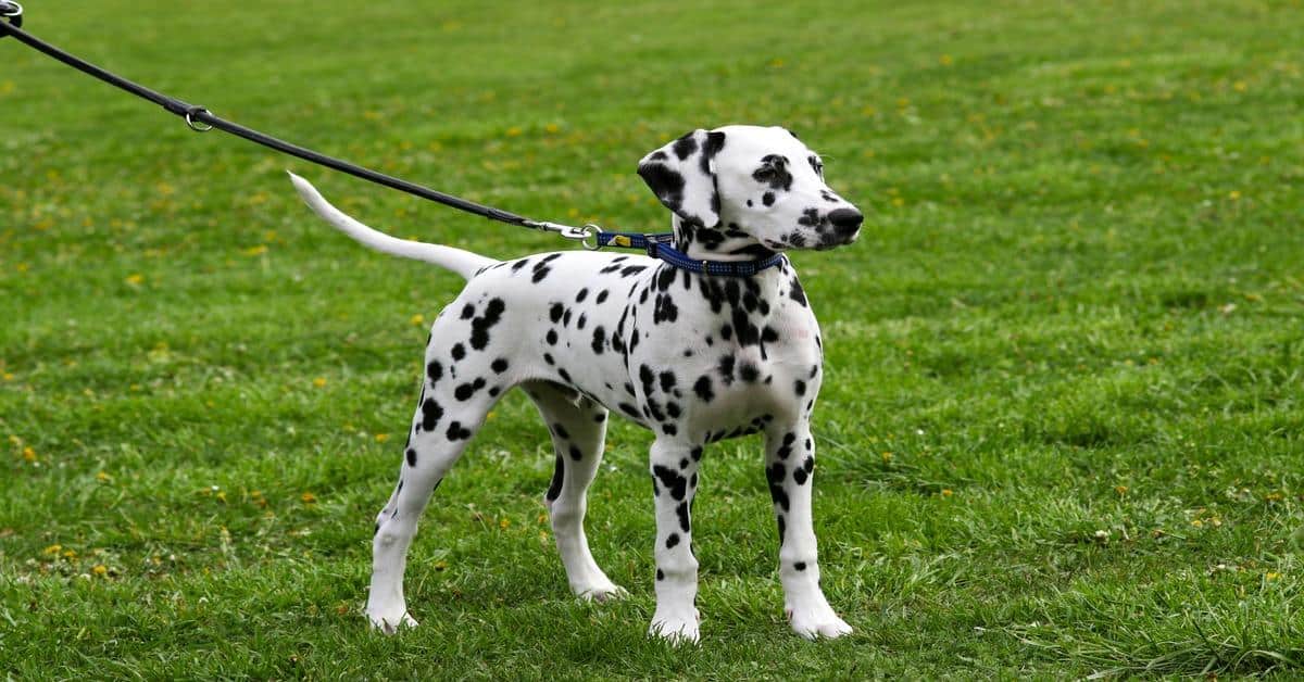 Adorable Dalmatian puppy standing outdoors on lush green grass, showcasing spotty coat, perfect for pet lovers.