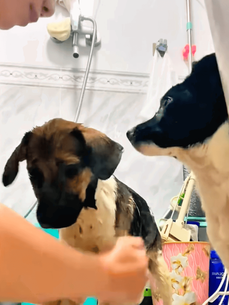Cute puppies interacting during grooming session at a dog salon.