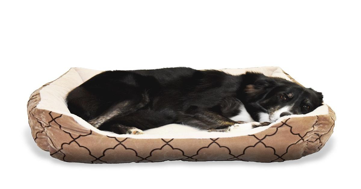 Dog sleeping on a cozy bed for dogs.