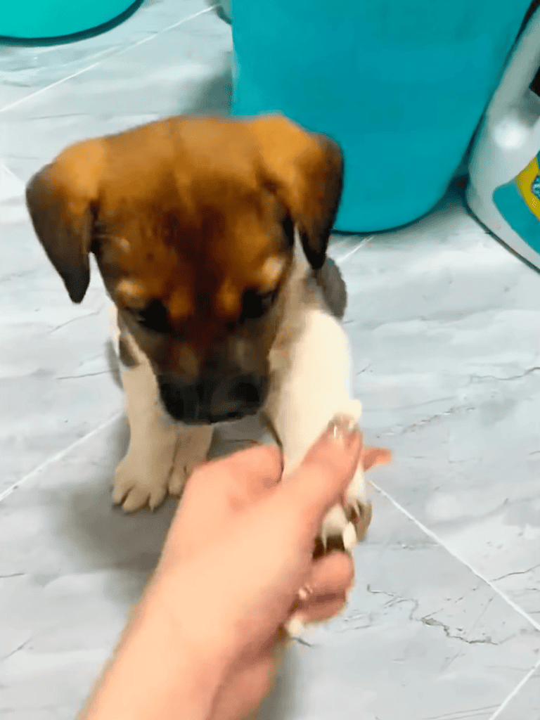 Cute puppy holding paw, training and socialization.