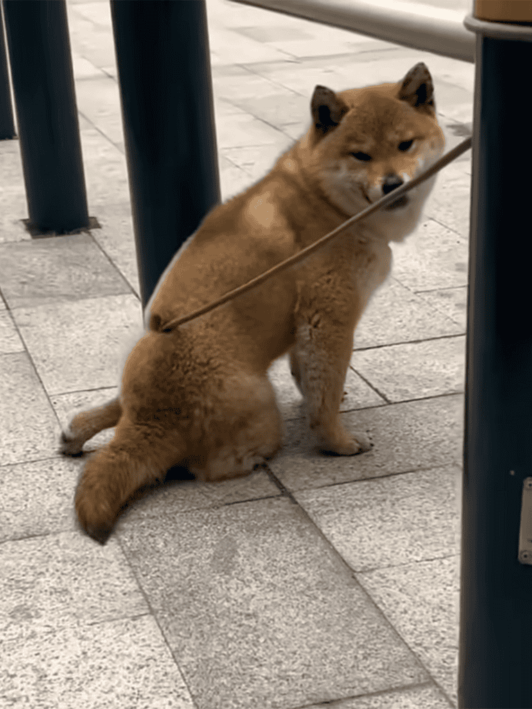 Cute brown Shiba Inu puppy with a leash on a city sidewalk, calm and curious.
