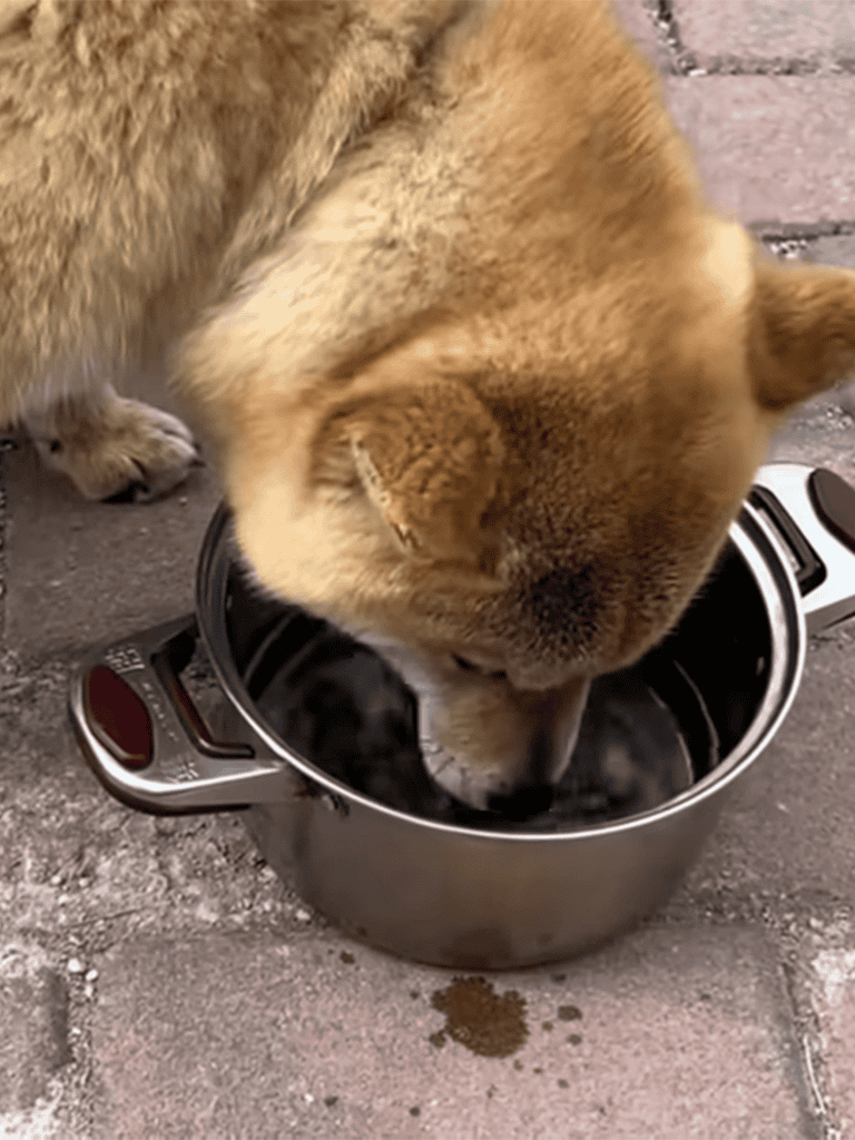 Dog eating from stainless steel bowl on outdoor surface.