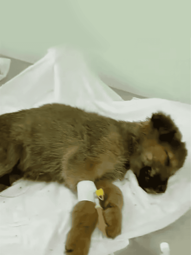 Healthy puppy resting after treatment, with IV drip for hydration, in a veterinary clinic.