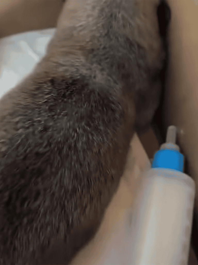 Close-up of a puppy nursing from a feeding bottle.