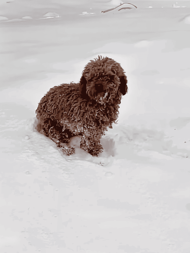 Cute brown Labradoodle puppy playing in fresh snow outdoors.