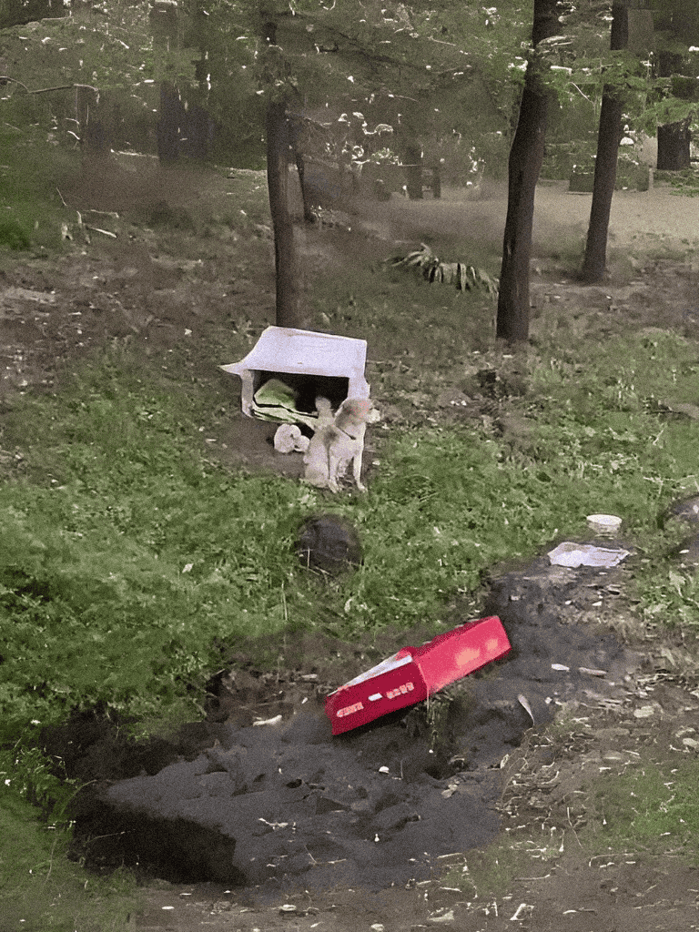 Dog sitting outside doghouse in park, surrounded by trees and grass.