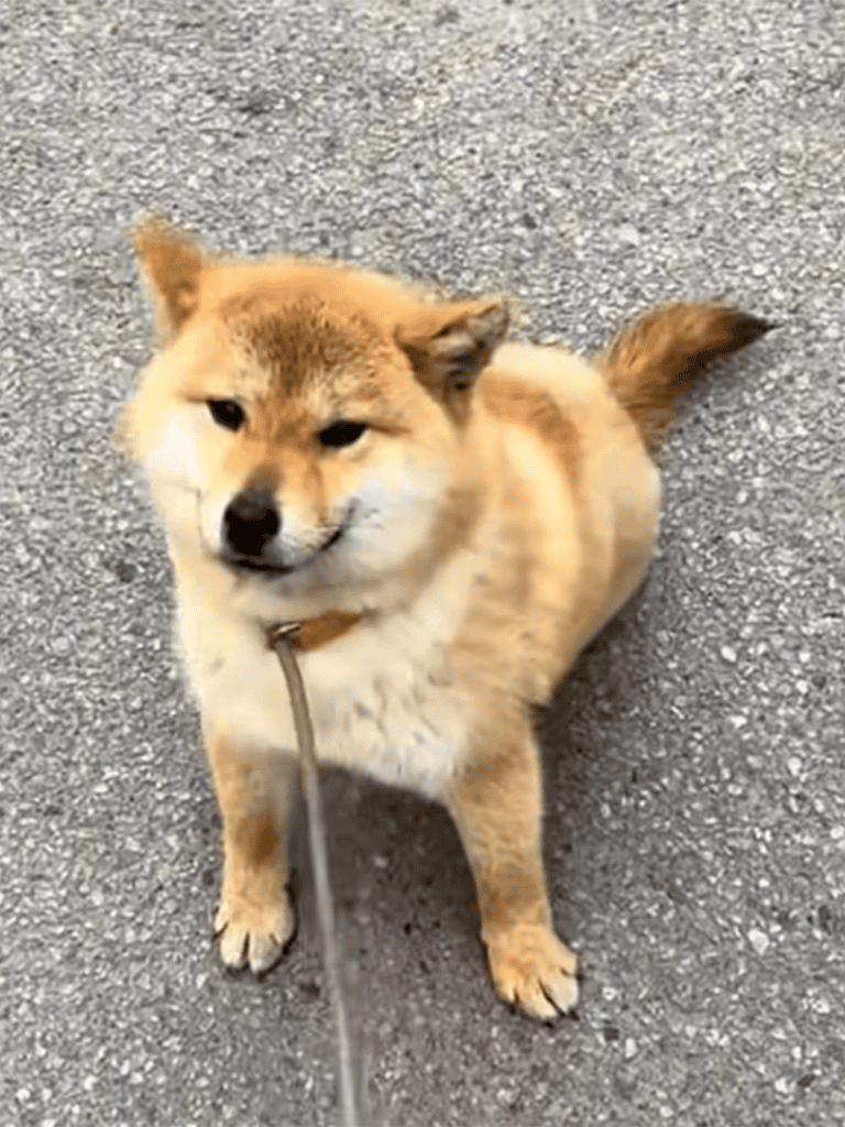 Adorable Shiba Inu sitting on pavement, looking at the camera with a calm expression.
