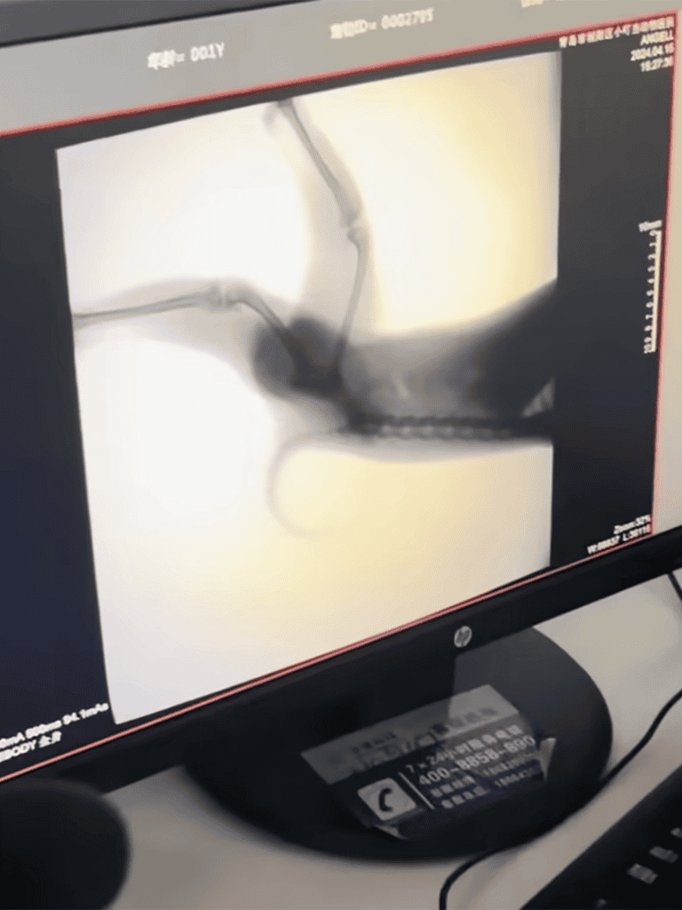 Dog X-ray image showing internal bones and structure.