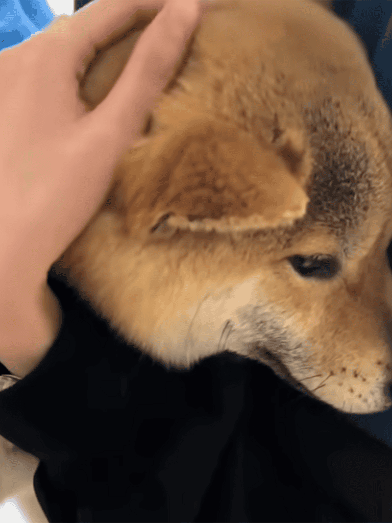 Close-up of a Shiba Inu dog being petted for comfort and happiness.