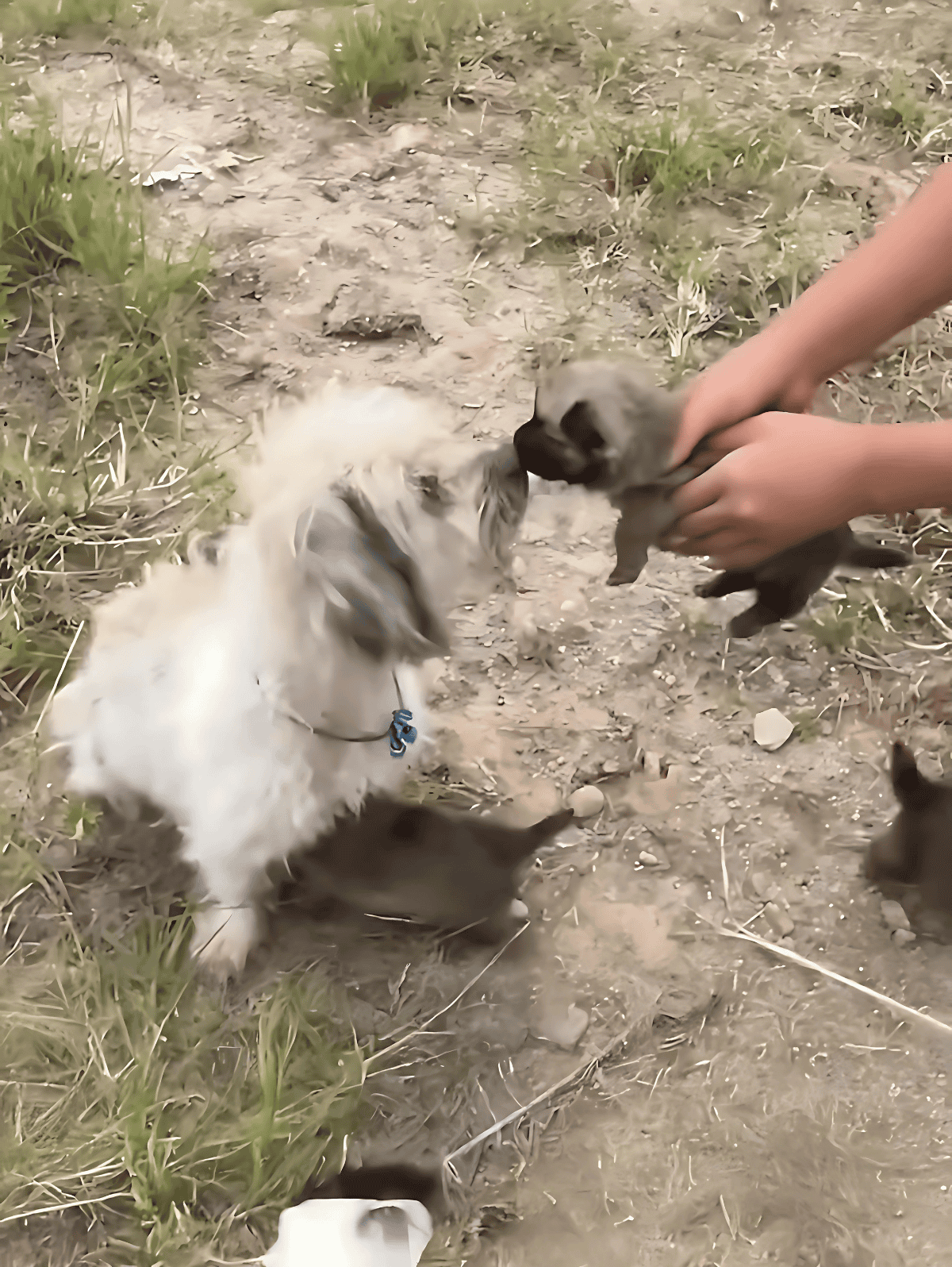 Adorable puppy and tiny kitten meeting outdoors in dirt and grass.