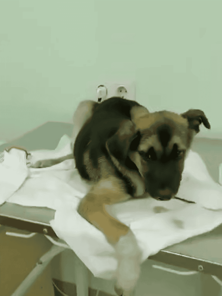 Adorable dog at veterinary hospital, lying on exam table for checkup or treatment.