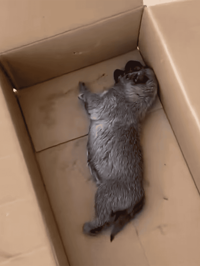 Adorable kitten and puppy cuddling together in a cardboard box, showcasing pet companionship and early bonding.