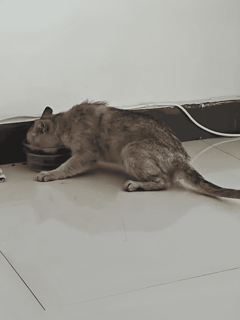 Adorable cat drinking water from a bowl on the floor. Cute, fluffy feline enjoys hydration.