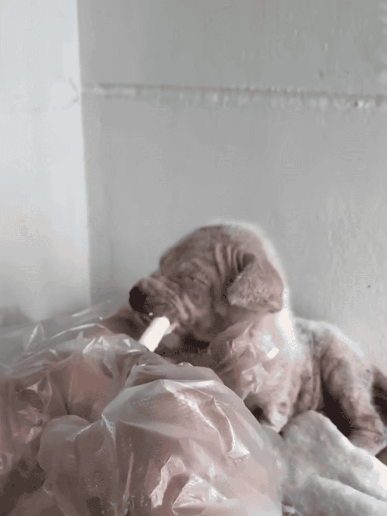 Adorable puppy chewing on a plastic bag with a popsicle stick in its mouth.