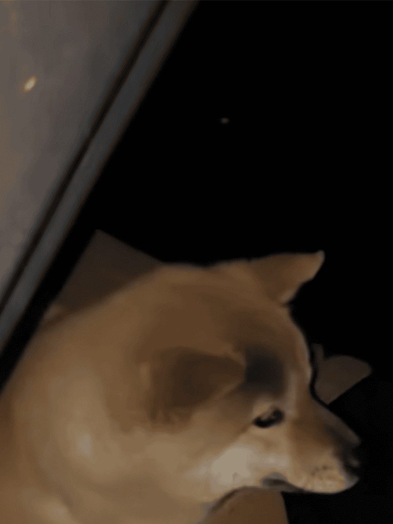 Adorable Shiba Inu dog resting under furniture, showcasing relaxed and calm demeanor.