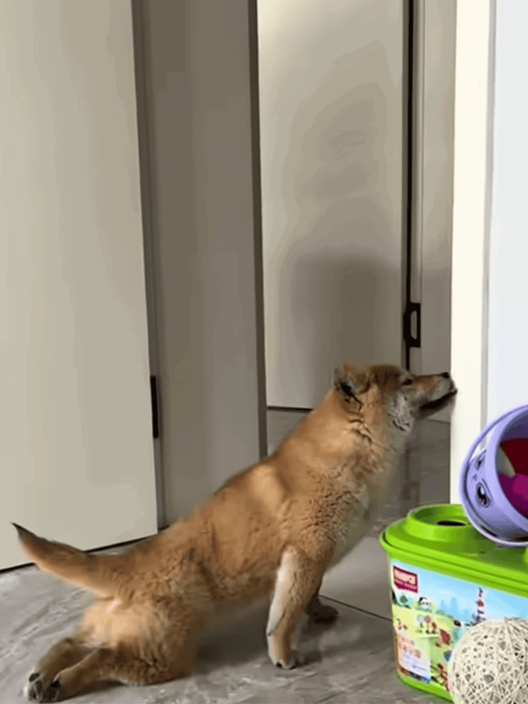 Dog door training aid for puppies and small dogs.