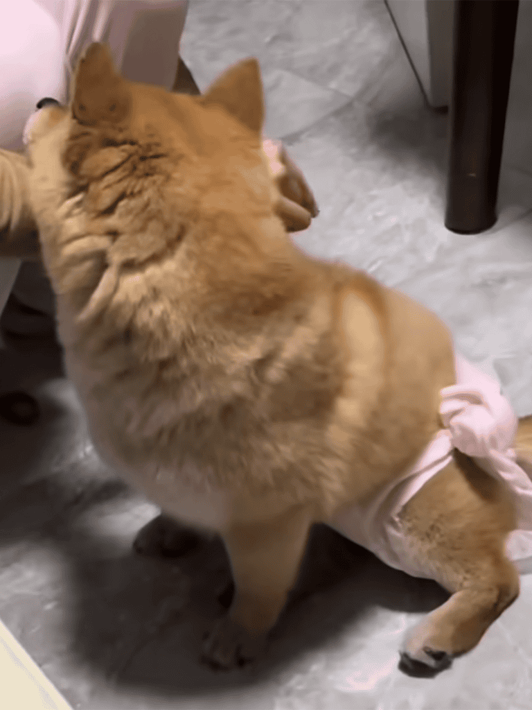 Adorable dog in a pink diaper, sitting on a marble floor indoors.