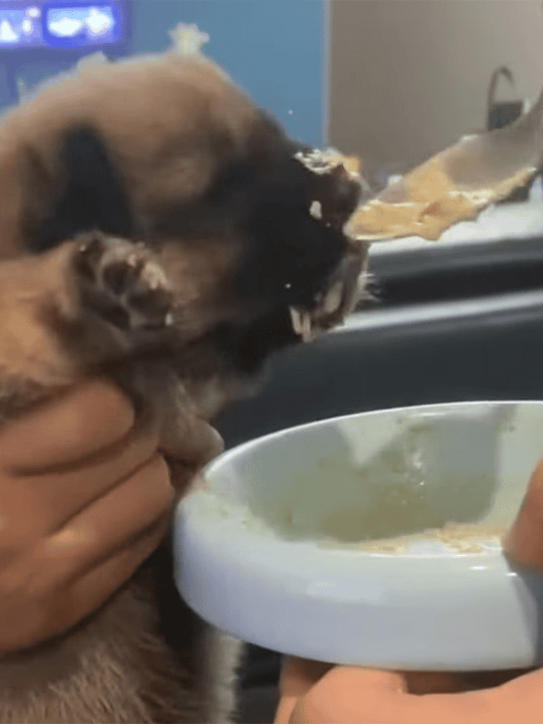 Adorable puppy enjoying a treat from a bowl, demonstrating cute dog behavior and food love.