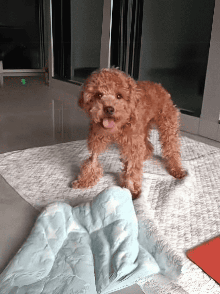 Playful brown poodle puppy indoor, adorable dog with fluffy fur at Dogfix.com.