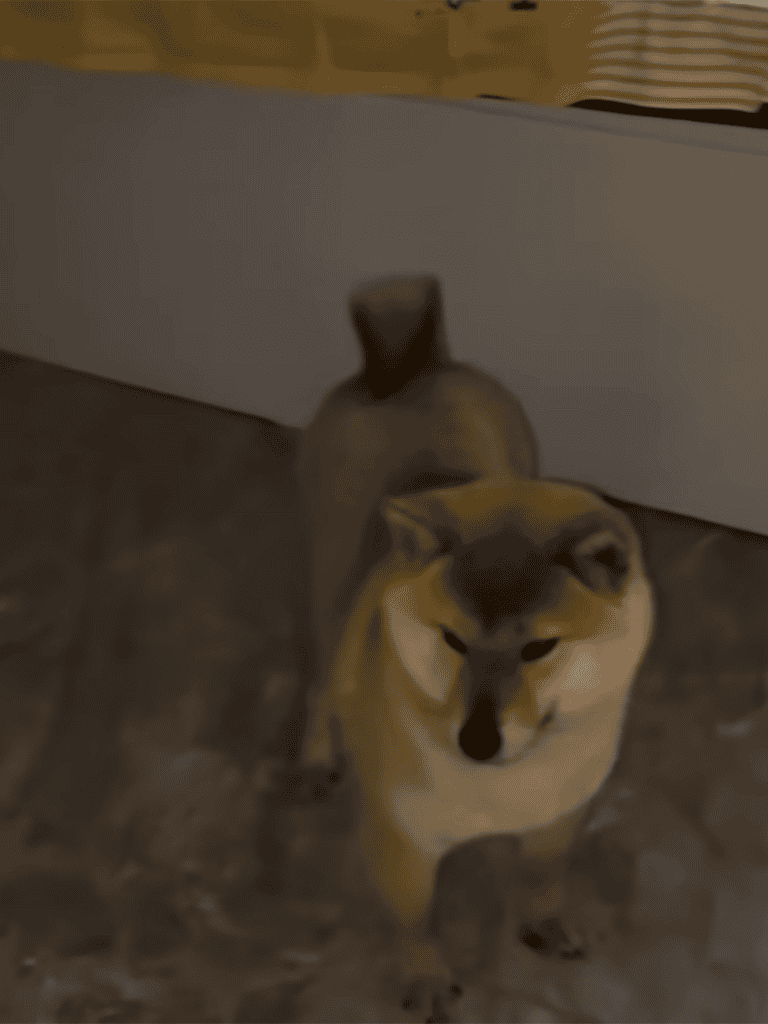 Adorable Shiba Inu at Dogfix, pet grooming and care services.