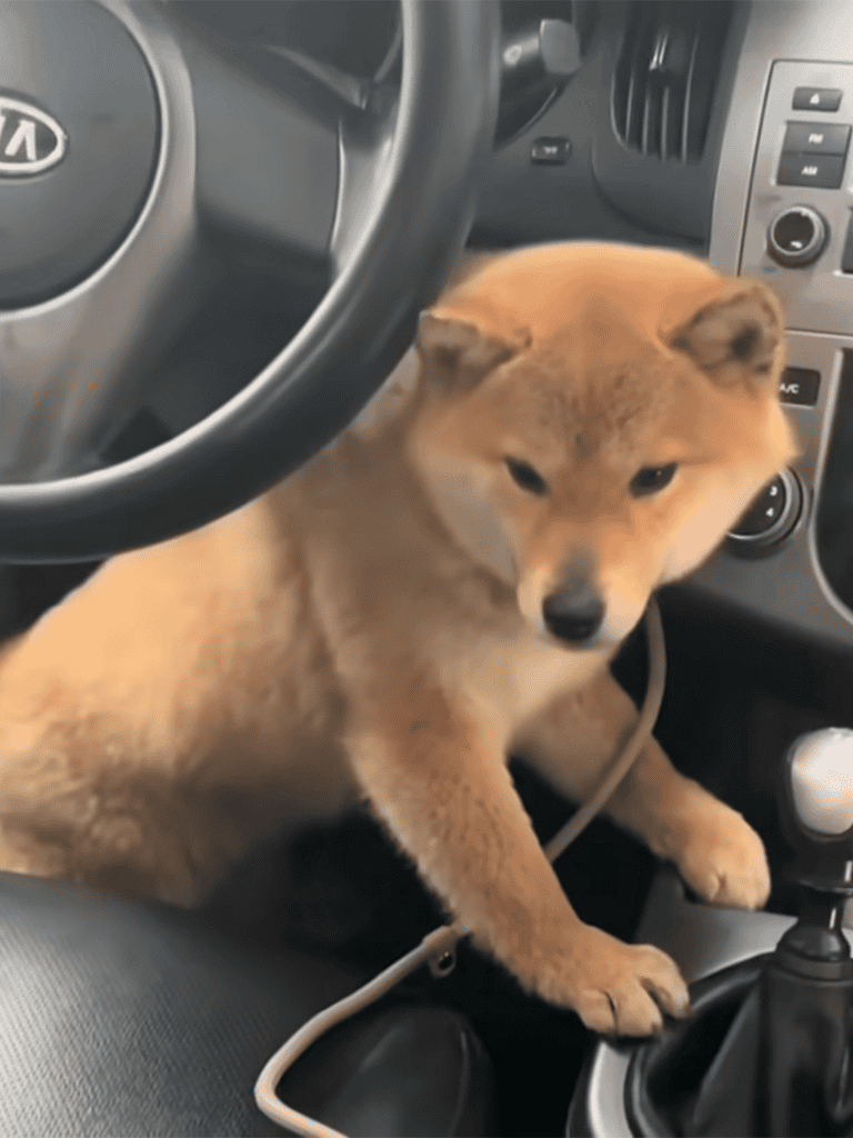 Adorable Shiba Inu sitting in car, looking curious and alert during vehicle ride.