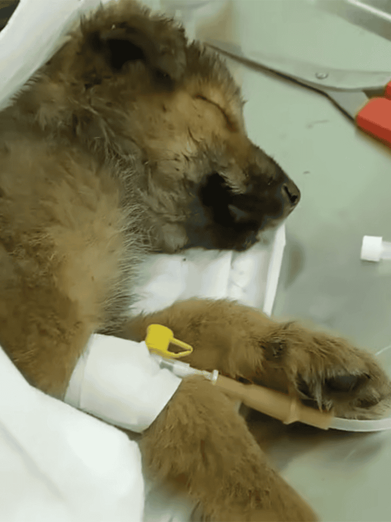 Cute puppy sleeping with IV drip in veterinary hospital.