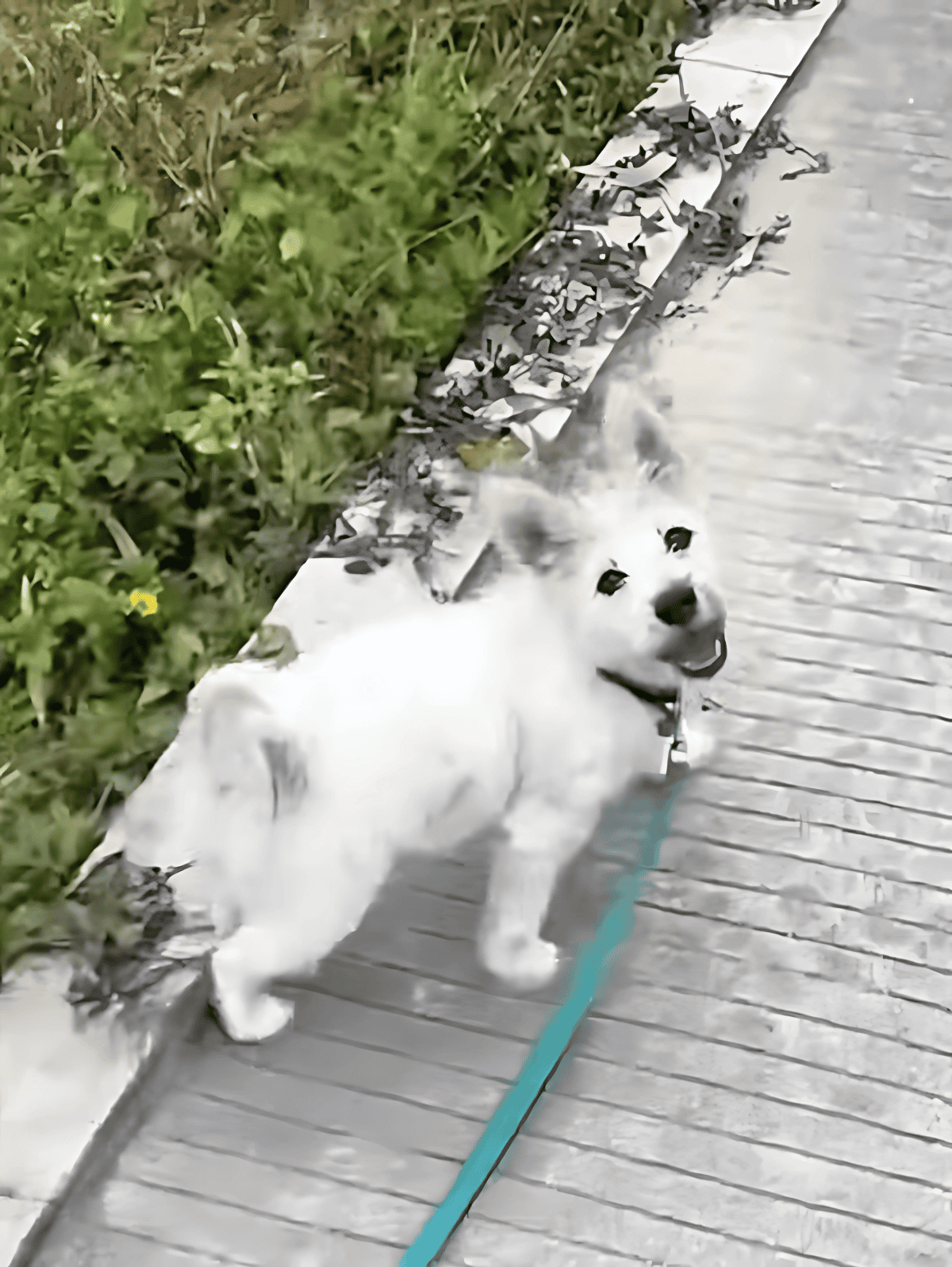 Adorable puppy on walk with leash, exploring the outdoors near greenery and a brick walkway.