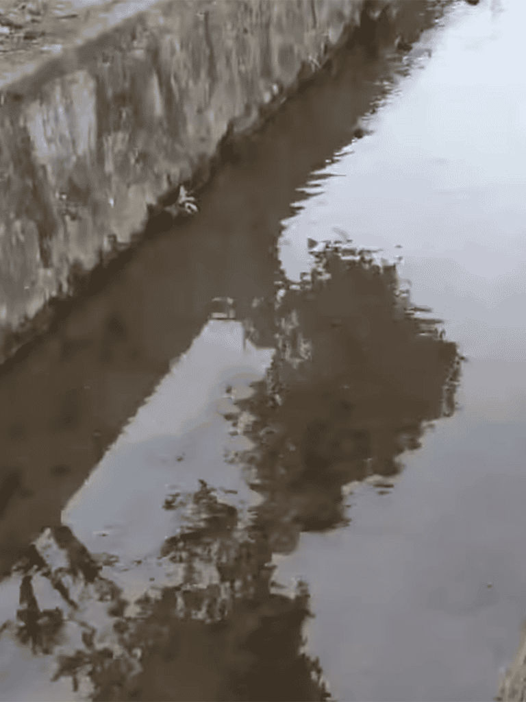 Dogdog reflection in river water, showing trees and sky.
