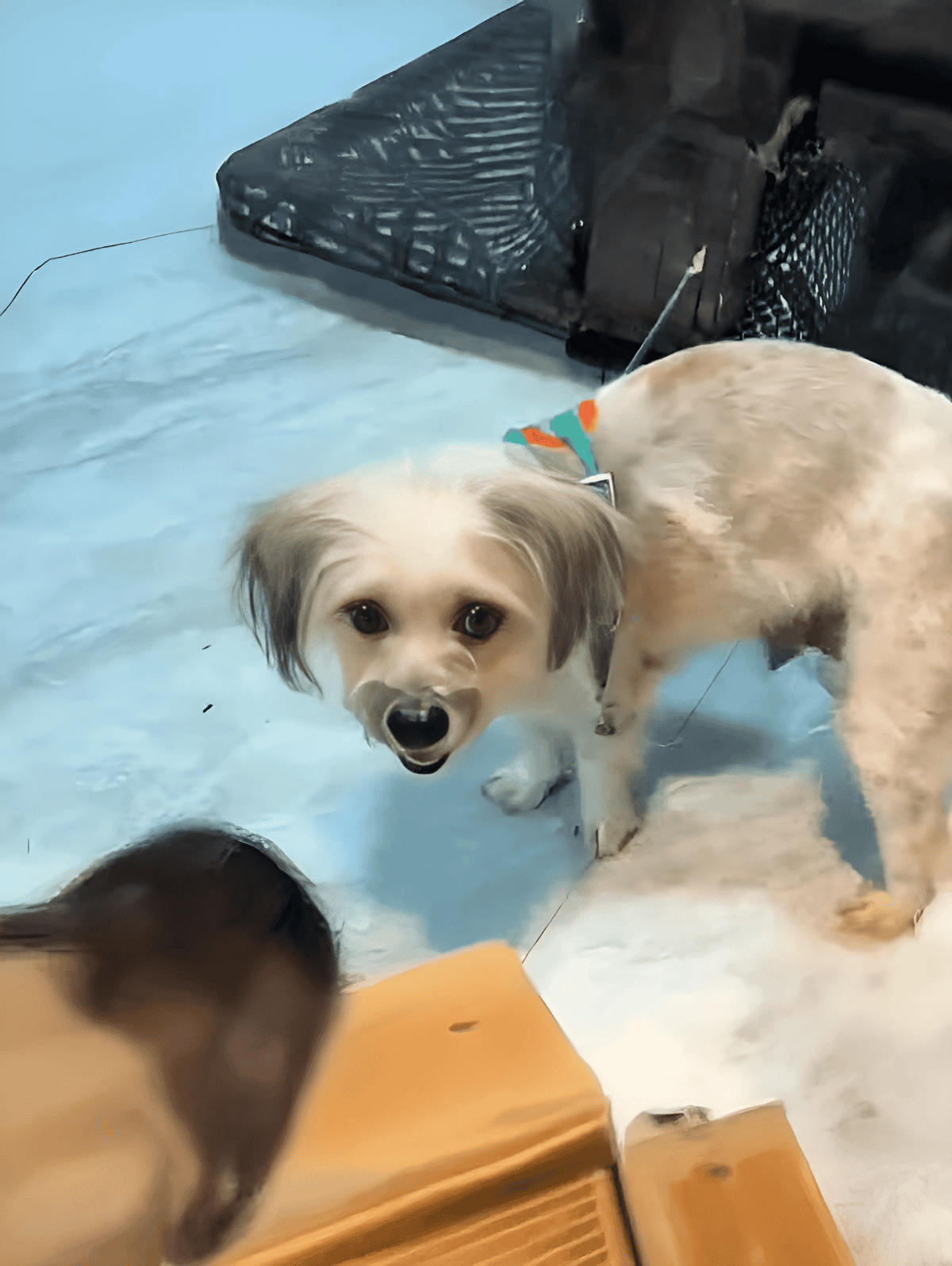 Dog in water therapy with friendly expression at Dogfix dog rehab center.