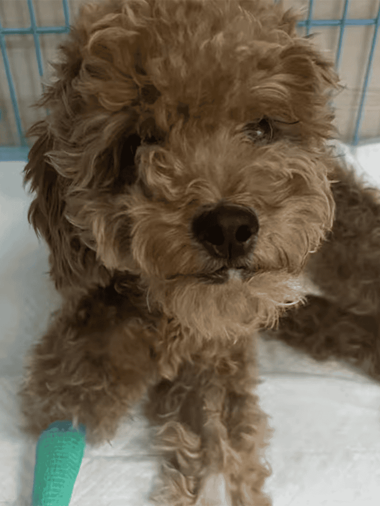 Cute brown curly-haired puppy with a bandaged paw in a veterinary shelter.