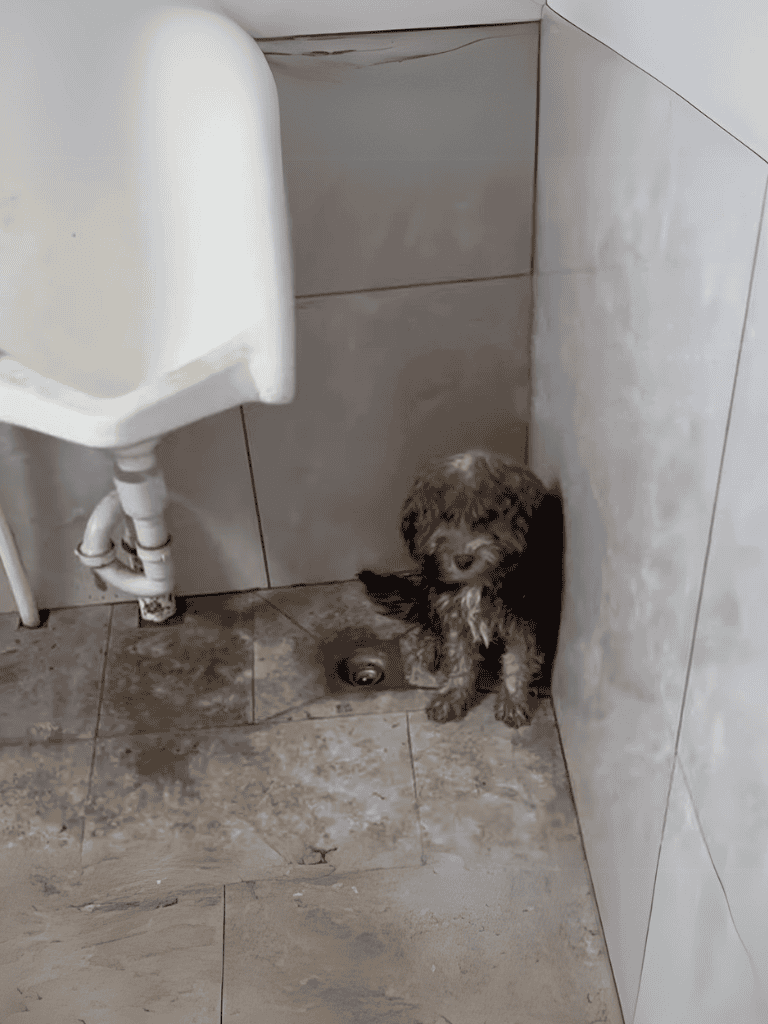 Puppy hiding next to bathroom wall, small dog seeking comfort in a cozy spot.