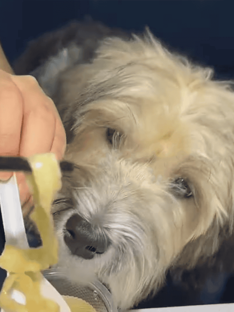 Dog care, grooming, and health tips for happy, healthy dogs.