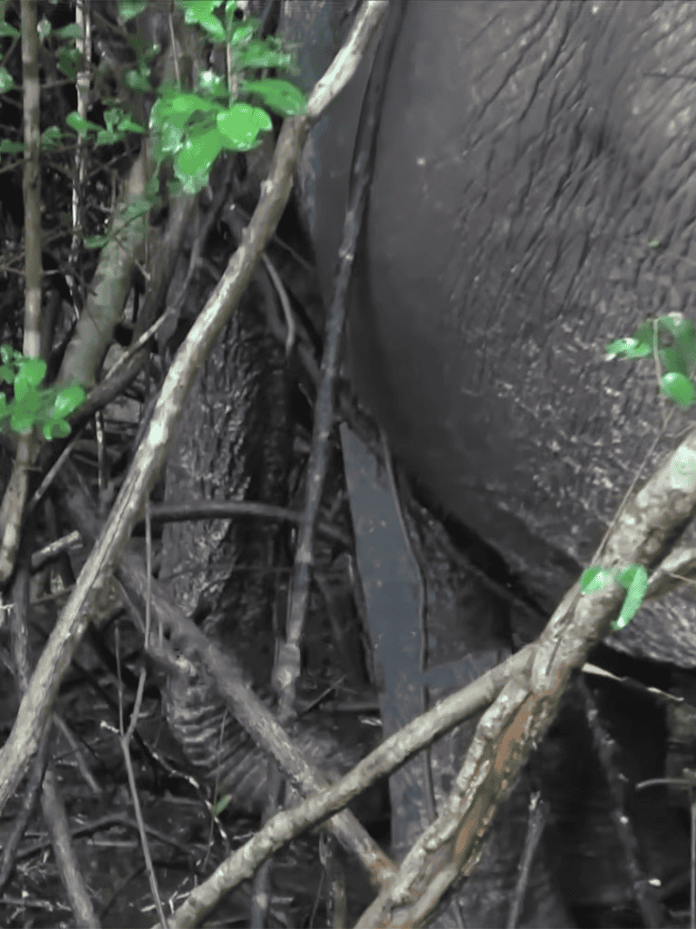 Alt text: Small dog trapped in a narrow space among sticks and mud near a dark surface.