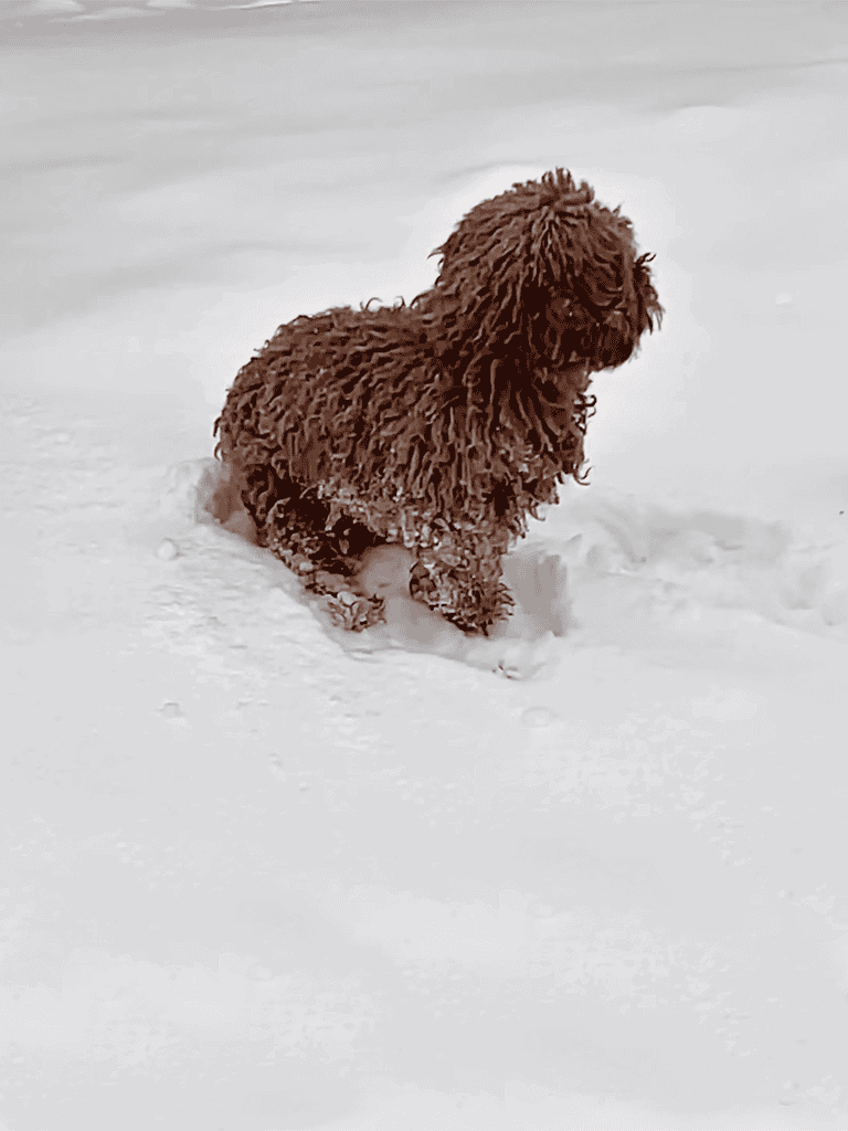 Brown curly-haired dog playing in fresh white snow outdoors.