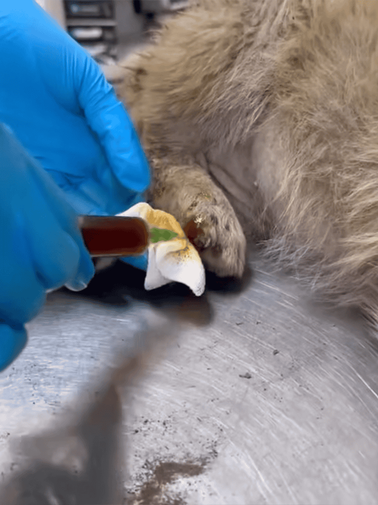 Dog being treated with medication by veterinarian, animal rescue, pet health care, veterinary services, dog first aid.