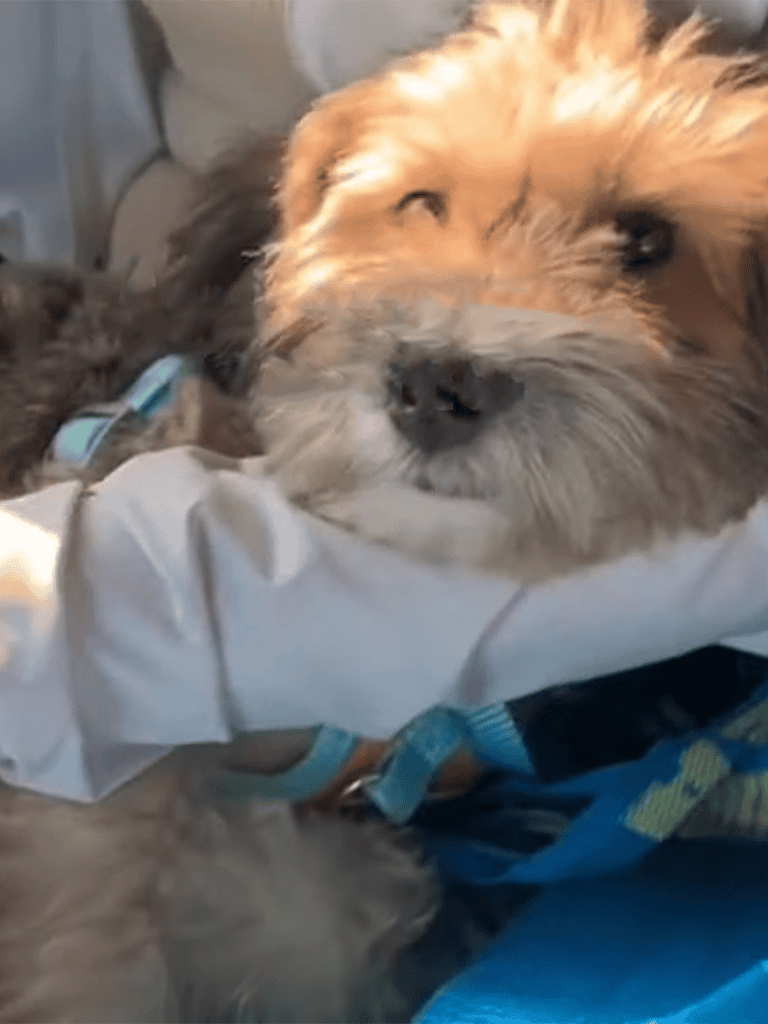 Adorable dog cuddling with furry friend, both resting comfortably together.
