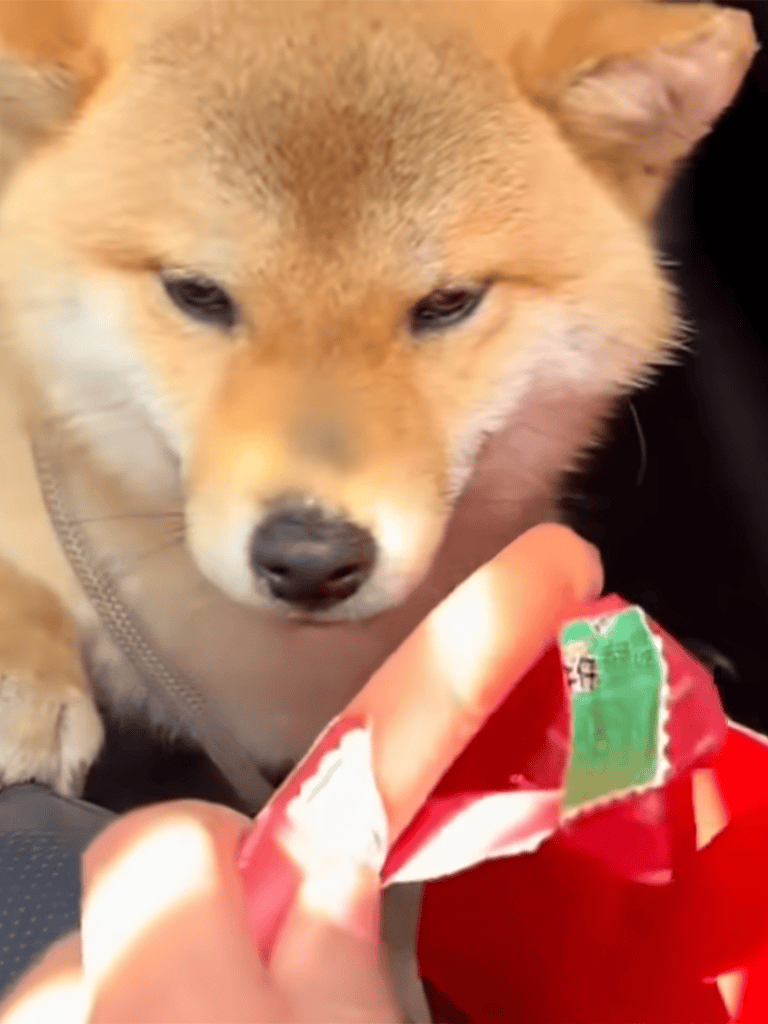 Adorable Shiba Inu puppy enjoying a treat, close-up of dog's face and snack detail.