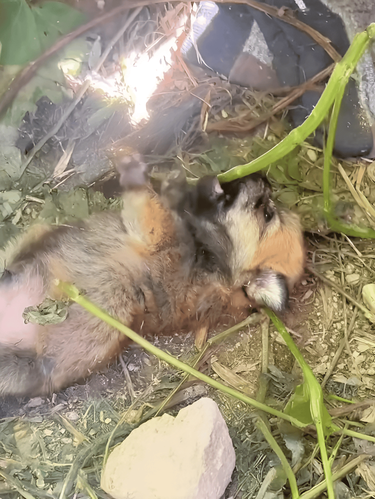 Cutest puppy sleeping on earthy ground surrounded by greenery and stones.