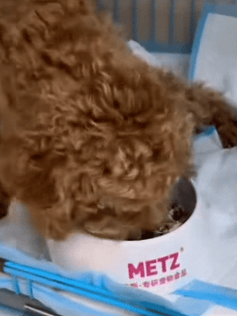 Cuddly dog enjoying pet food bowl at home.