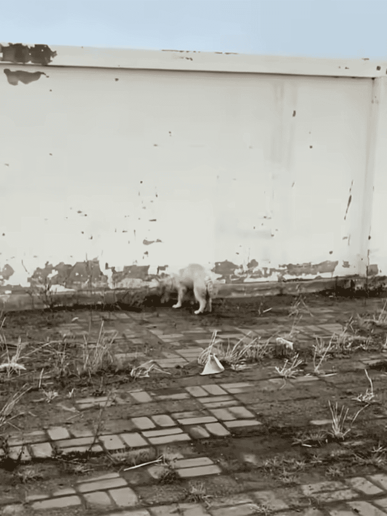 Alt: Small dog sitting against a weathered, peeling wall outdoors on a tiled area.