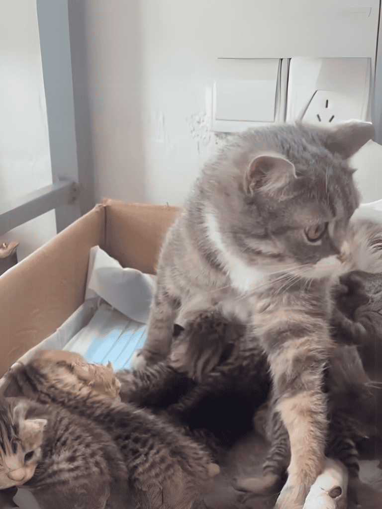 Cute cats cuddling together in a cardboard box.