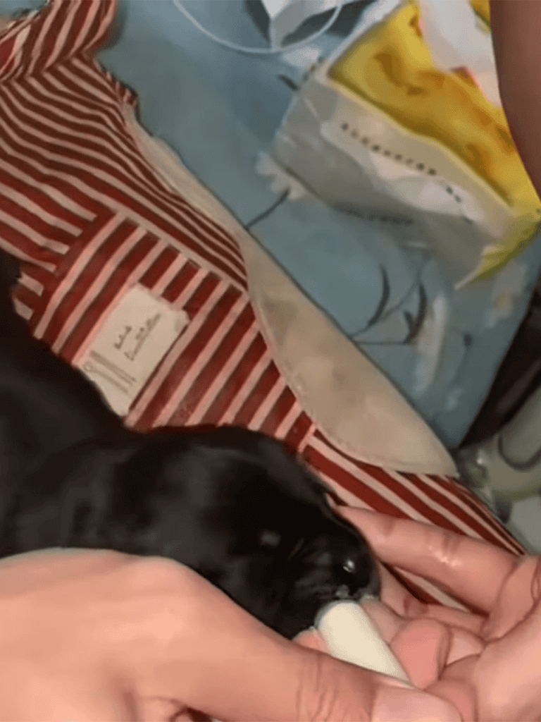Cute black Labrador puppy drinks milk from a human hand, showcasing adorable pet care.