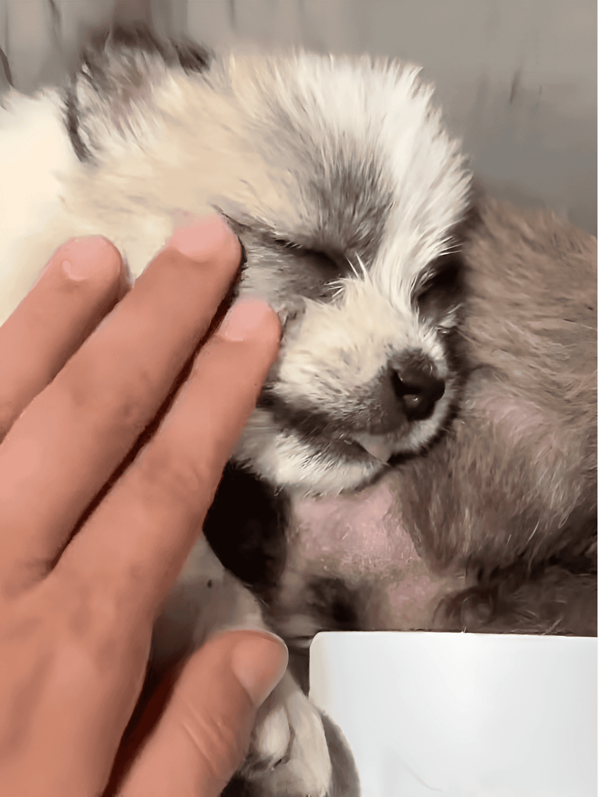 Cute and sleepy puppy being petted for comfort.