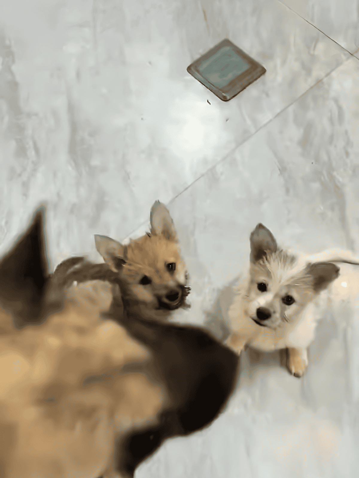 Dog puppies sitting on marble floor, looking up at the camera, showcasing playful, adorable, and friendly dog breeds for pet lovers.