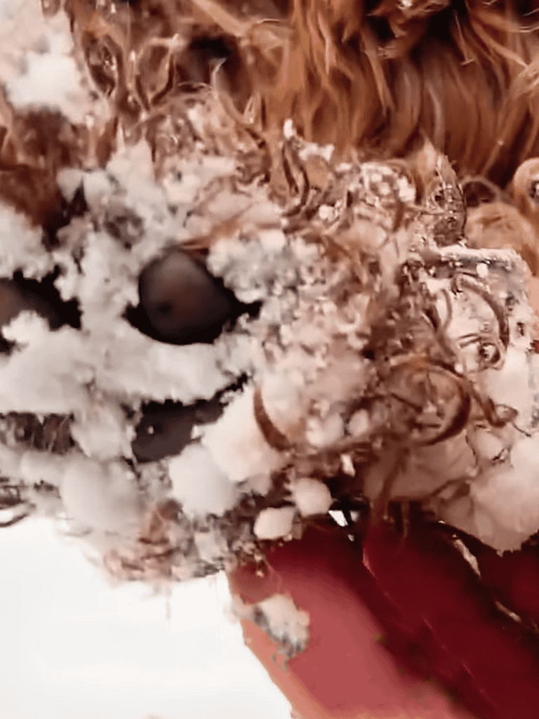 Close-up of a puppy in snow, showcasing adorable, fluffy, and playful dog breed features.