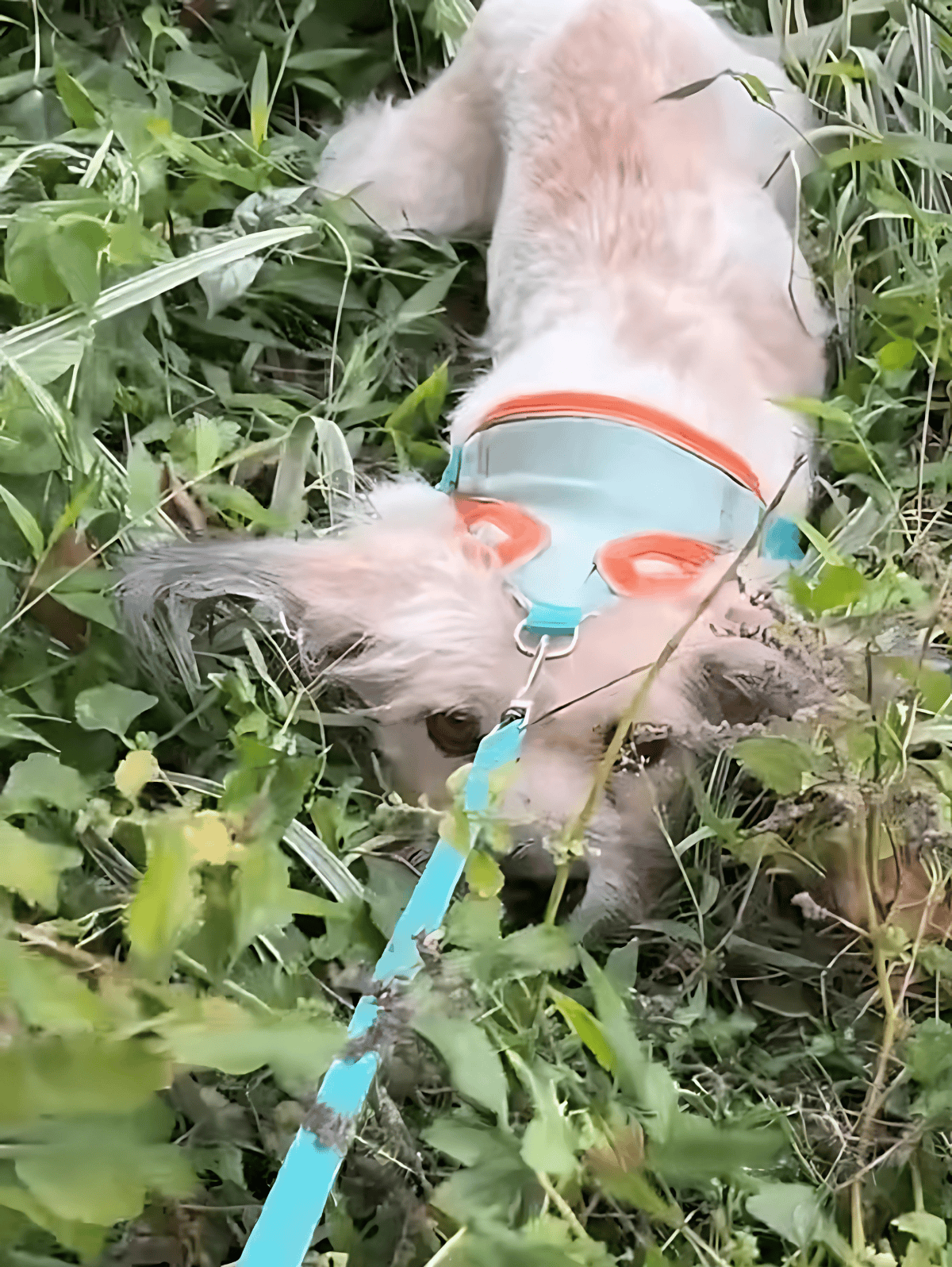 Dog in a colorful harness sniffing grass during outdoor adventure.