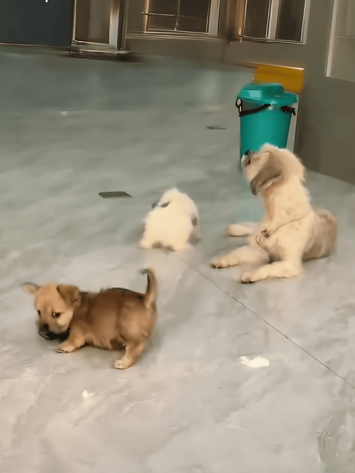 Cute puppies lounging indoors at dog daycare or pet care center.