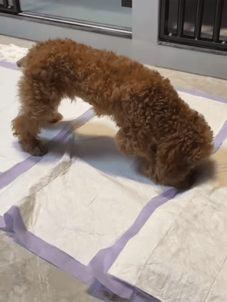 Adorable curly-haired puppy on potty training pad indoors. Perfect for pet training solutions.